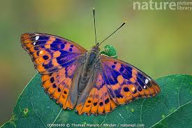 Attēlu rezultāti vaicājumam “Apatura ilia”