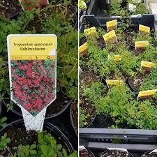 Image result for Ildblomkarse