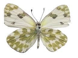 Attēlu rezultāti vaicājumam “Pontia edusa upperside”