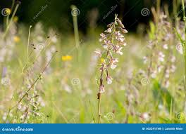 Attēlu rezultāti vaicājumam “Epipactis palustris”