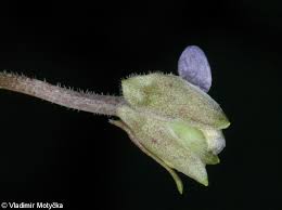 Attēlu rezultāti vaicājumam “Viola odorata bud”