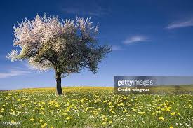 Attēlu rezultāti vaicājumam “Malus domestica flower”