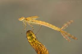 Attēlu rezultāti vaicājumam “Lestidae”