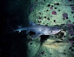 Image result for Mustelus antarcticus