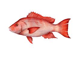 Image result for Lutjanus campechanus