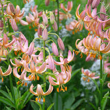 Attēlu rezultāti vaicājumam “Lilium martagon”