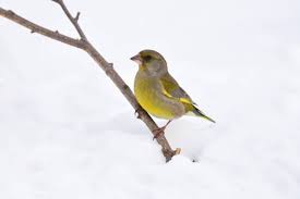 Attēlu rezultāti vaicājumam “Chloris chloris female”