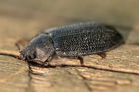 Attēlu rezultāti vaicājumam “Grynocharis oblonga”