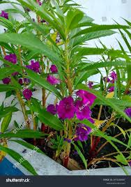 Image result for Impatiens balsamina