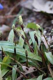 Attēlu rezultāti vaicājumam “Carex loliacea leaf”