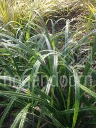 Attēlu rezultāti vaicājumam “Carex pilosa leaf”