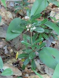Attēlu rezultāti vaicājumam “Chimaphila umbellata”