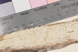 Attēlu rezultāti vaicājumam “Antrodia mellita”