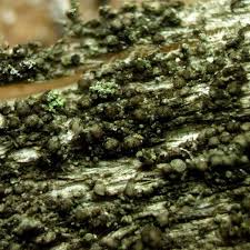 Attēlu rezultāti vaicājumam “Opegrapha rufescens”