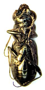 Attēlu rezultāti vaicājumam “Notiophilus palustris”