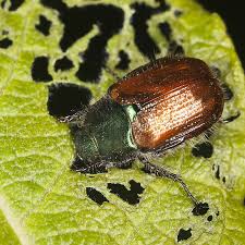 Attēlu rezultāti vaicājumam “Phyllopertha horticola imago”