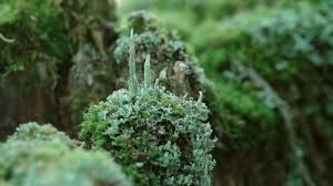 Attēlu rezultāti vaicājumam “Cladonia ochrochlora”