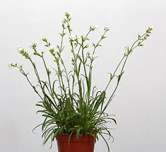 Attēlu rezultāti vaicājumam “Silene viscaria leaf”