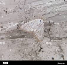 Attēlu rezultāti vaicājumam “Nola aerugula”