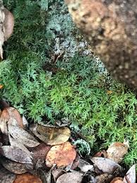 Attēlu rezultāti vaicājumam “Saelania glaucescens sporophyte”