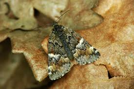 Attēlu rezultāti vaicājumam “Archiearis parthenias”