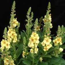 Attēlu rezultāti vaicājumam “Verbascum”