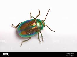 Attēlu rezultāti vaicājumam “Chrysolina fastuosa”