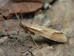 Attēlu rezultāti vaicājumam “Chimabachidae”