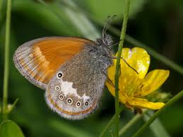 Attēlu rezultāti vaicājumam “Coenonympha glycerion underside”
