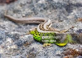 Attēlu rezultāti vaicājumam “Lacerta agilis”
