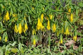 Attēlu rezultāti vaicājumam “Uvularia grandiflora flower”