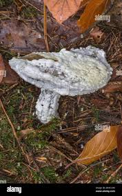 Attēlu rezultāti vaicājumam “Hypomyces chrysospermus”