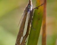 Attēlu rezultāti vaicājumam “Crambus silvella”