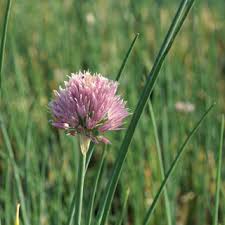 Résultat de recherche d'images pour "Allium fistulosum"