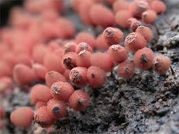 Attēlu rezultāti vaicājumam “Arcyria denudata macro”