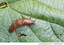 Attēlu rezultāti vaicājumam “Arion lusitanicus”