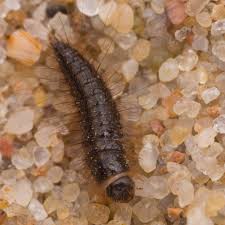 Attēlu rezultāti vaicājumam “Dermestes murinus”