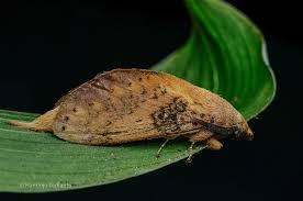 Attēlu rezultāti vaicājumam “Lasiocampidae”