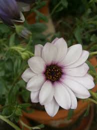 Image result for Dimorphotheca pluvialis