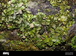 Attēlu rezultāti vaicājumam “Dermatocarpon luridum”