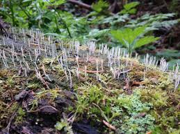 Attēlu rezultāti vaicājumam “Multiclavula mucida”