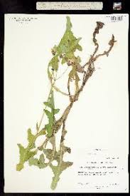 Attēlu rezultāti vaicājumam “Sonchus arvensis subsp. uliginosus fruit”