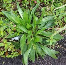 Attēlu rezultāti vaicājumam “Plantago lanceolata leaf”