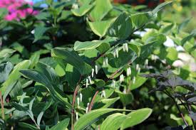 Attēlu rezultāti vaicājumam “Polygonatum odoratum”