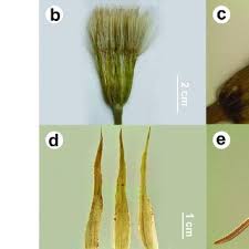Attēlu rezultāti vaicājumam “Tragopogon heterospermus leaf”