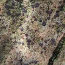 Attēlu rezultāti vaicājumam “Arthonia spadicea”