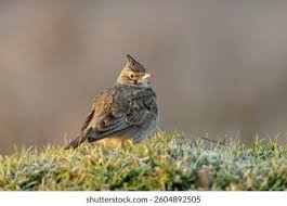 Attēlu rezultāti vaicājumam “Galerida cristata adult”