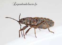 Attēlu rezultāti vaicājumam “Nithecus jacobaeae”