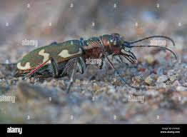 Attēlu rezultāti vaicājumam “Cicindela hybrida”