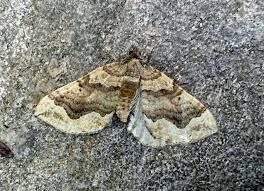 Attēlu rezultāti vaicājumam “Pelurga comitata”